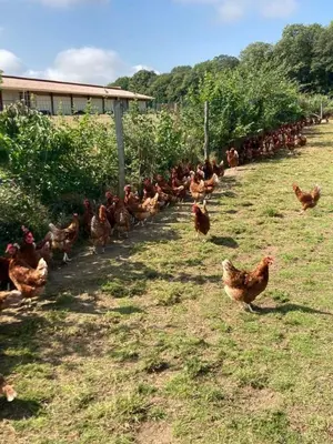 Jardin de l'établissement Au pré des Alizés - insolite à la ferme des Alizés