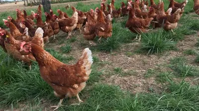 Animaux dans le chalet ou à proximité