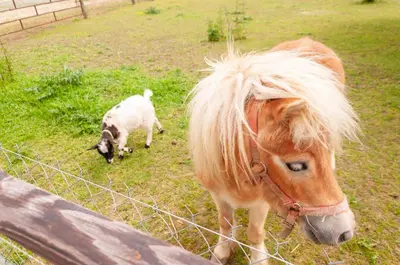 Animaux dans le chalet ou à proximité