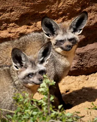 Animaux dans l'hôtel ou à proximité