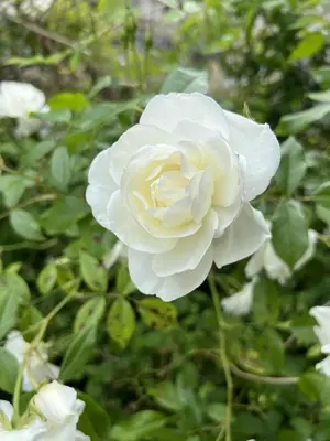 Jardin de l'établissement La Maison de Frédéric