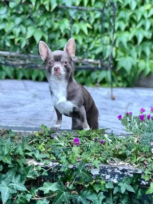 Animal ou animaux domestique(s) séjournant avec des clients dans l'établissement Maison du 7
