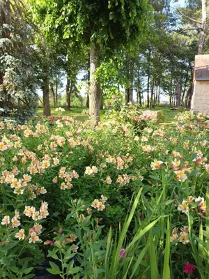 Jardin de l'établissement Bellopratainnes
