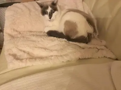 Animal ou animaux domestique(s) séjournant avec des clients dans l'établissement B and B chambres d’hôtes 24 h du Mans et Le Mans Classic