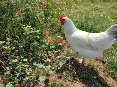Animaux dans la maison de vacances ou à proximité